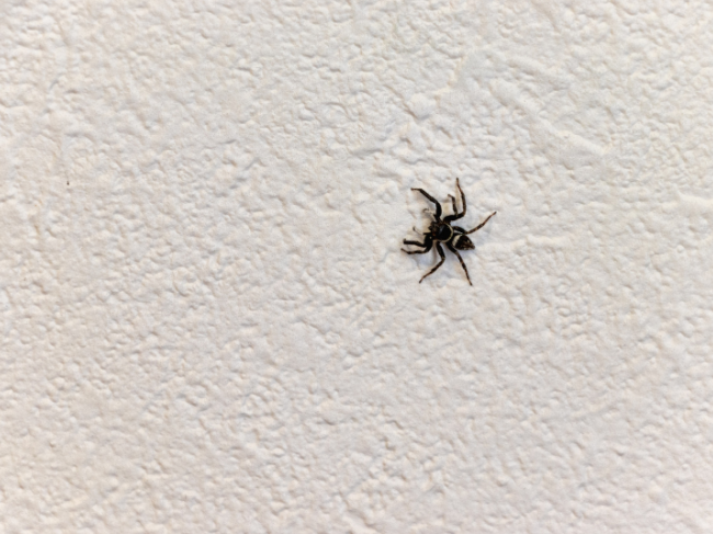 Are Spiders a Sign of Other Pest Problems in Charlottesville?