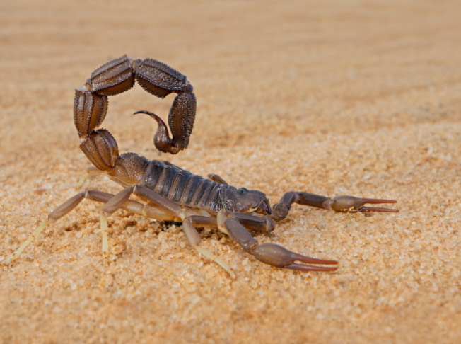 How to Reduce Scorpion Risk Around Your Home in Vail