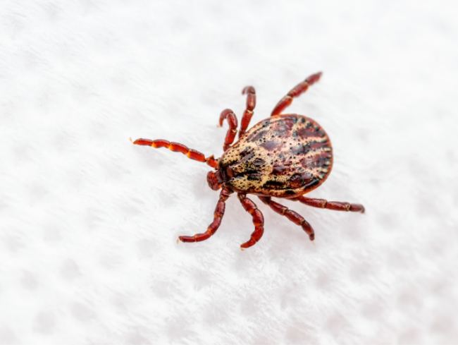 Tick Prevention Tips Before Summer in Chesterfield, NJ