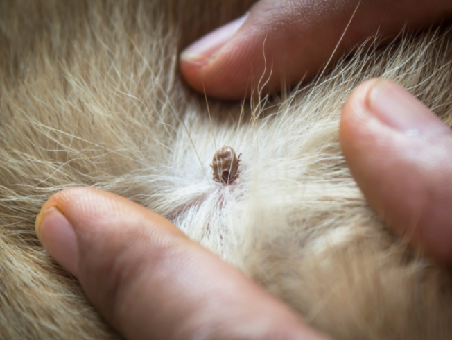 How Pets Increase Tick Risk in Cherry Hill Homes