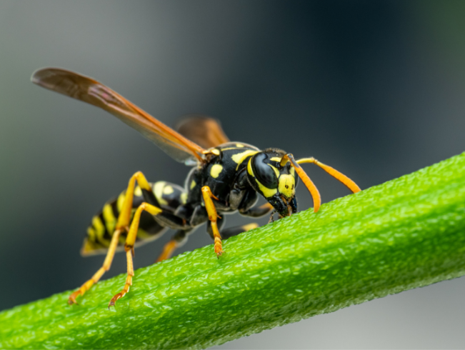 Why Stinging Pests Are So Aggressive in Spring, TX Right Now