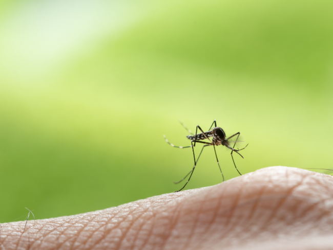 What to Expect During My First Mosquito Treatment