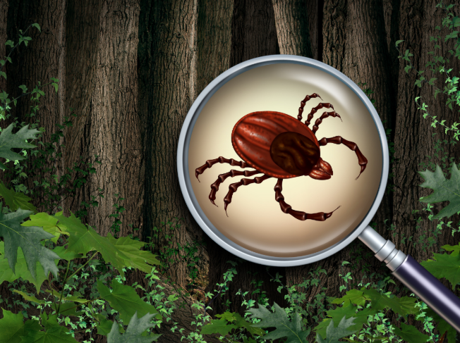 Tips for Protecting Your Family from Ticks