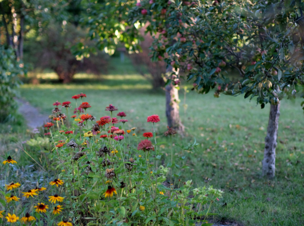 Where Ticks Hide in Your Yard in Two Rivers & How to Treat Them