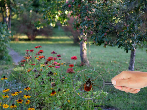 Tips to Help Protect Your Family From Ticks