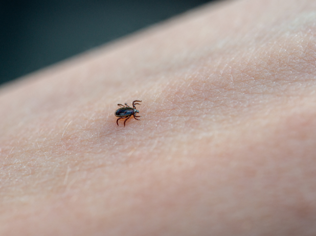 What Does a Bite from a Diseased Tick Look Like?