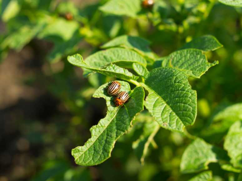 Why Pest Activity Stays High Year-Round in Katy, TX