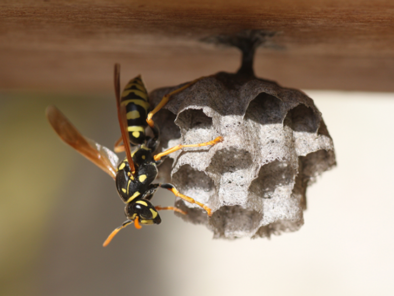 How to Keep Wasps Away from Outdoor Spaces in Sugar Land
