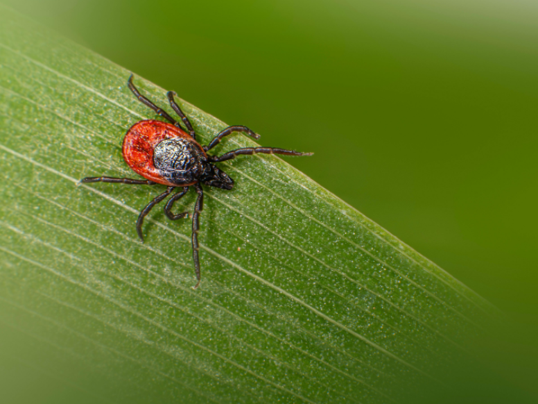 How to Identify Tick Hot Spots in Plandome, NY