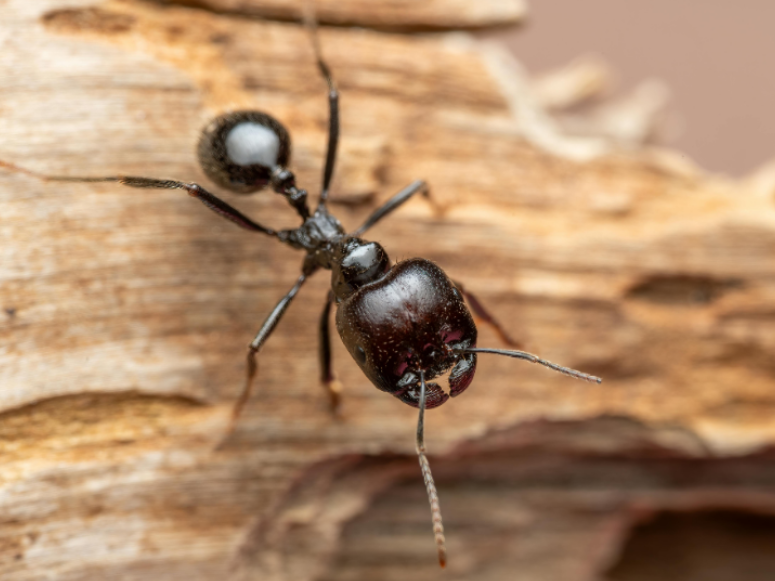 How Do I Know if I Have Carpenter Ants in Tappan, NY?