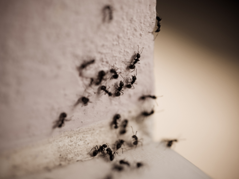 Why Cayce Homes See Ant Surges Before Summer Heat Hits