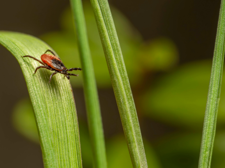 Common Backyard Tick Hotspots & How to Treat Them
