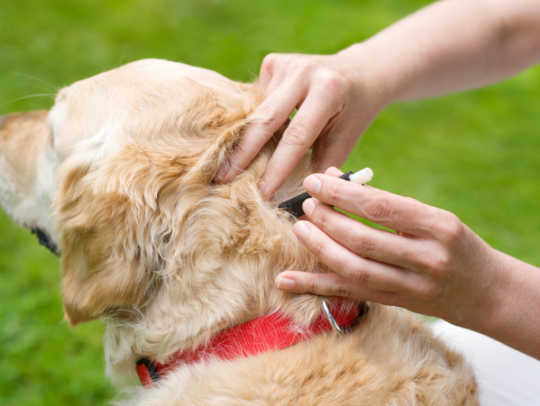 How Pets Bring Ticks Into Spotsylvania Homes