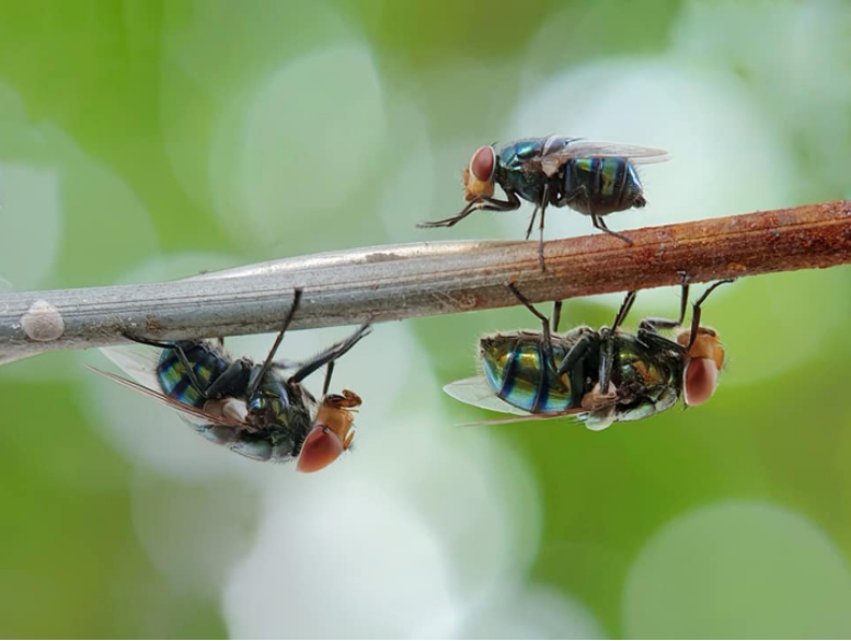Summer Entertaining in Powhatan? How to Keep Flies Away