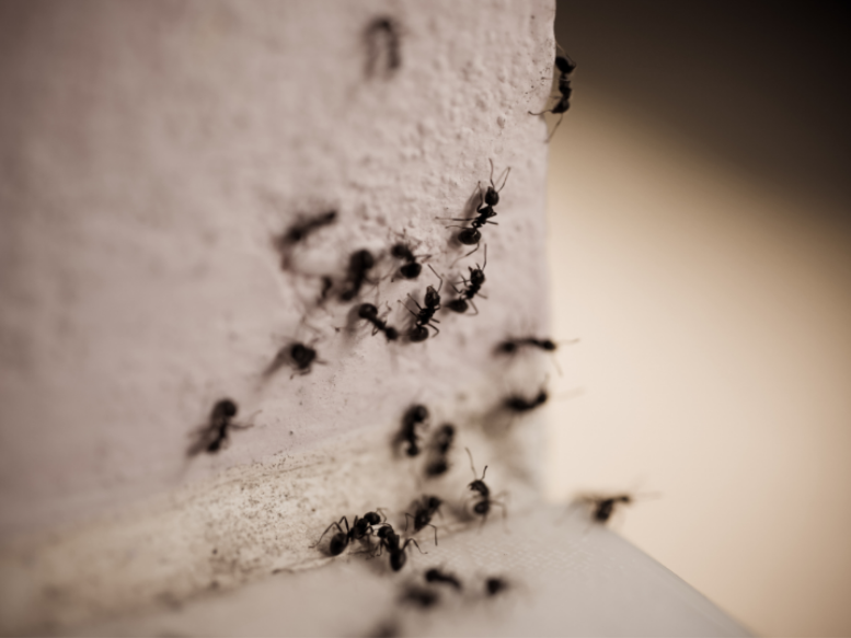 Protect Your Home from Ants Before Peak Summer in Moseley