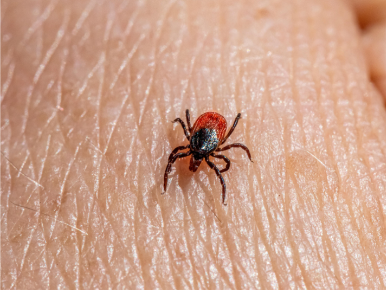 What makes tick bites dangerous in Greenwood, VA?