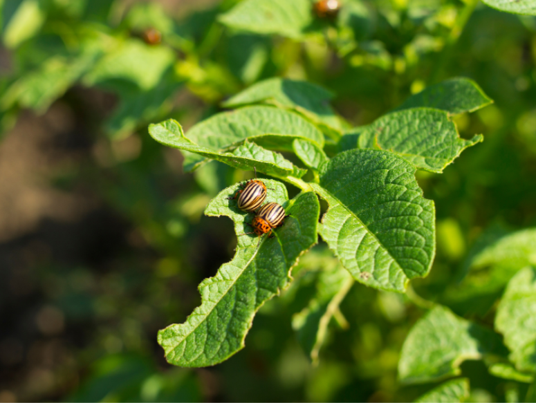 What Natural Pest Control Options Are Available in Woodbridge?