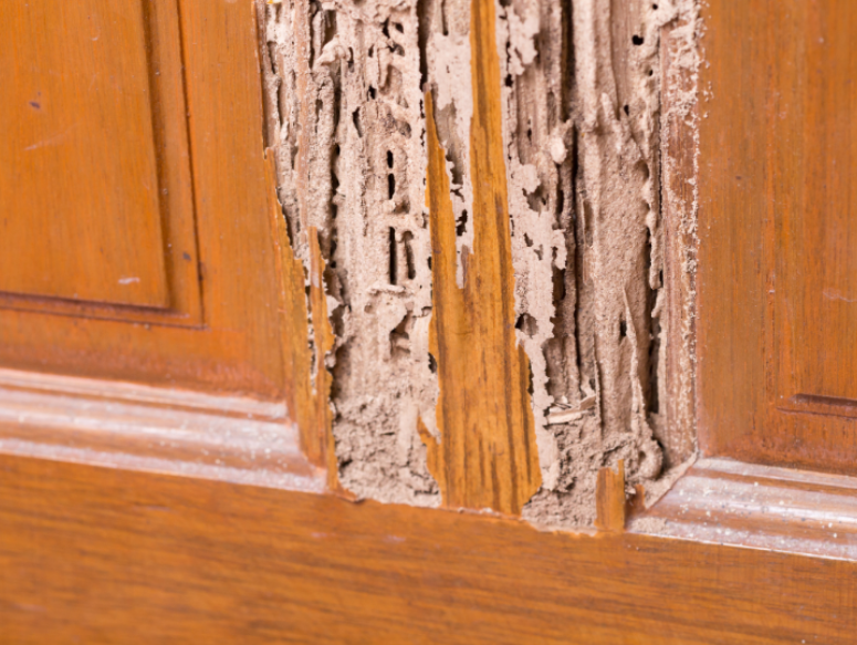 Top Signs of Termite Infestations