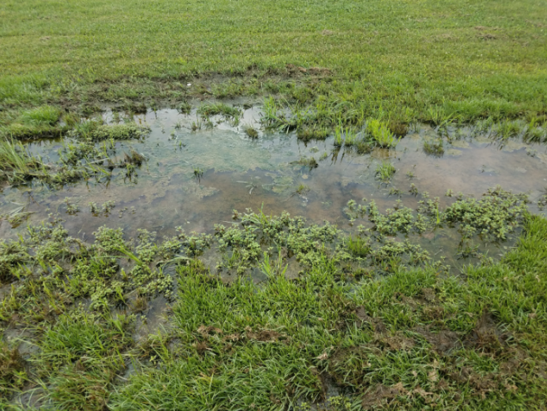 How Standing Water in Norfolk, VA, Backyards Creates Mosquito Breeding Grounds