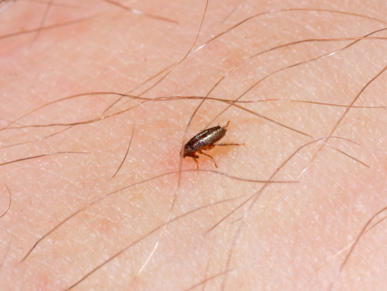 Where Are Fleas Hiding in Your Smithfield Yard?