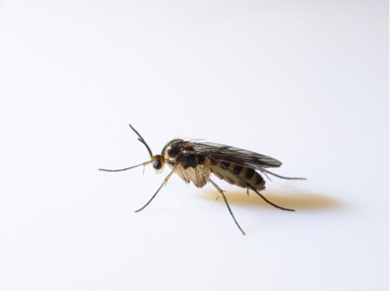 Why Greer's Humidity Creates Perfect Conditions for Gnat Infestations