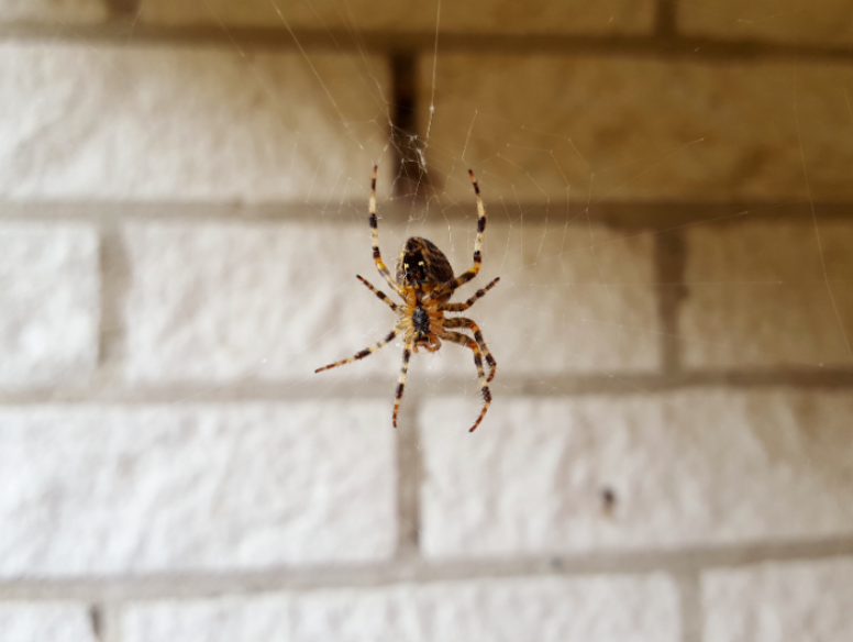 Are There Dangerous Spiders in Grovetown?
