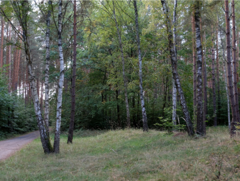 Why Are Wooded Greenfield Yards More Vulnerable to Ticks?