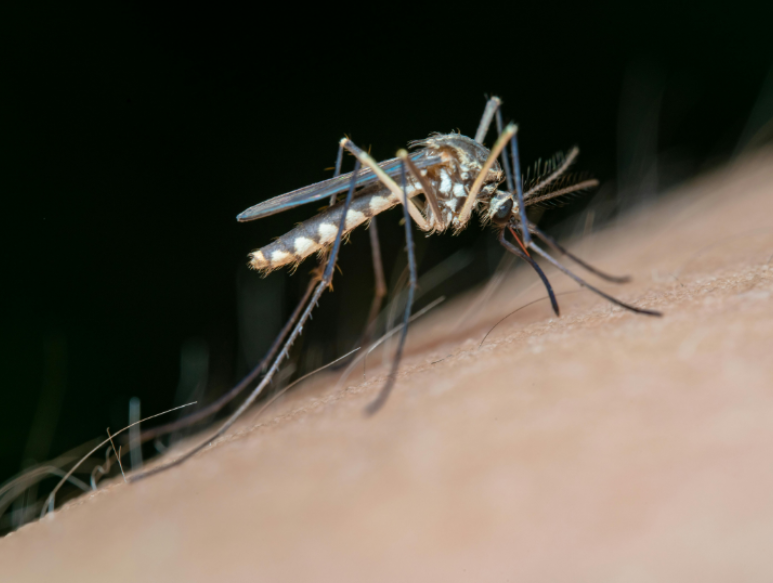 How to Prepare for Summer Mosquito Activity in Maple Grove