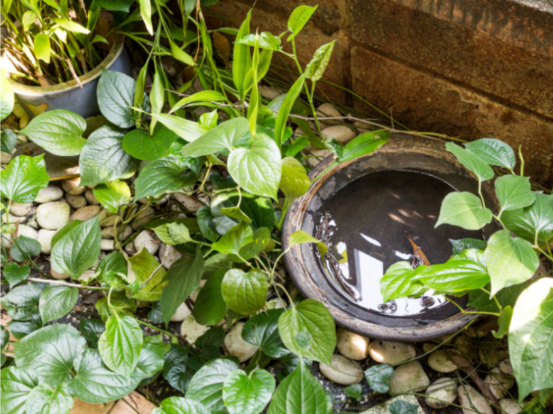 Common Mosquito Breeding Grounds In New Kent Yards