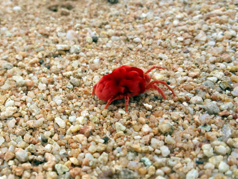 Why is Kansas City a Chigger Hotspot?
