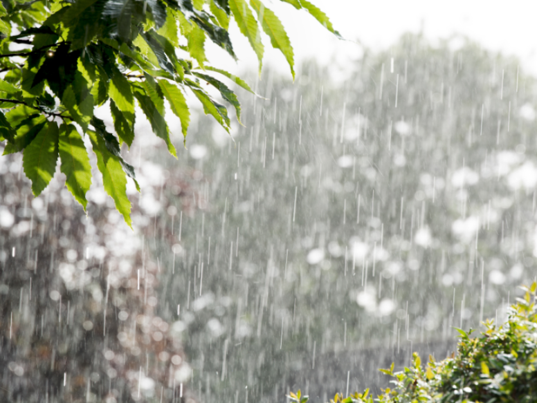 How Spring Rain in Bellevue Can Affect Mosquito Population