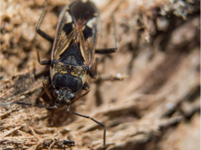 What Are Elm Seed Bugs and How Do I Prevent and Treat Them?