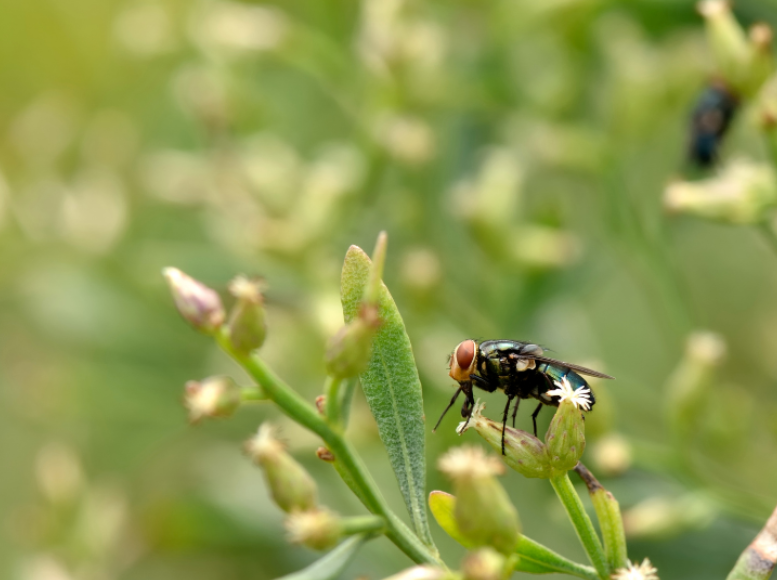 What is screwworm?