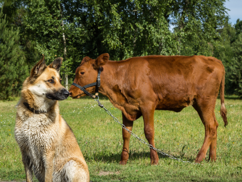 How to Help Protect Pets and Livestock from Screwworm
