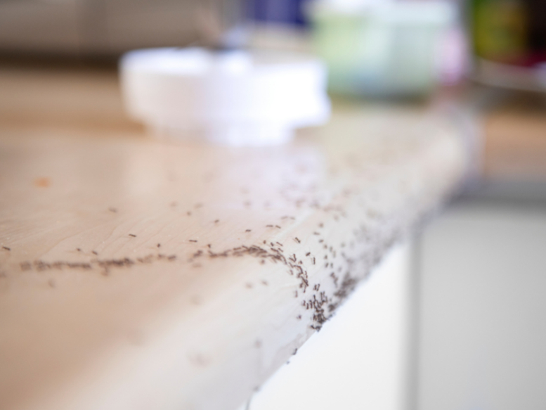Why Do Ants Come Into My Home In The Spring?