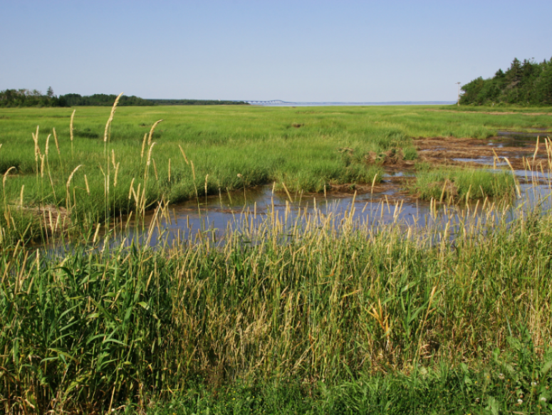 How Marshland Creates The Perfect Mosquito Breeding Grounds