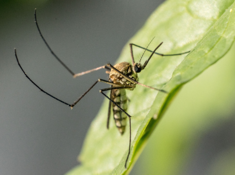 What Pests Are Most Active in Sudbury This Season?