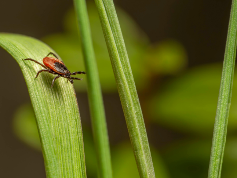 Tick Prevention Tips for Families in Kansas City