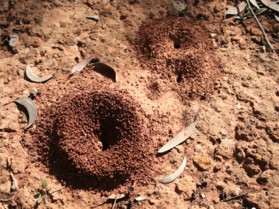 Ant Hills Taking Over Your Yard? Here's What to Do.