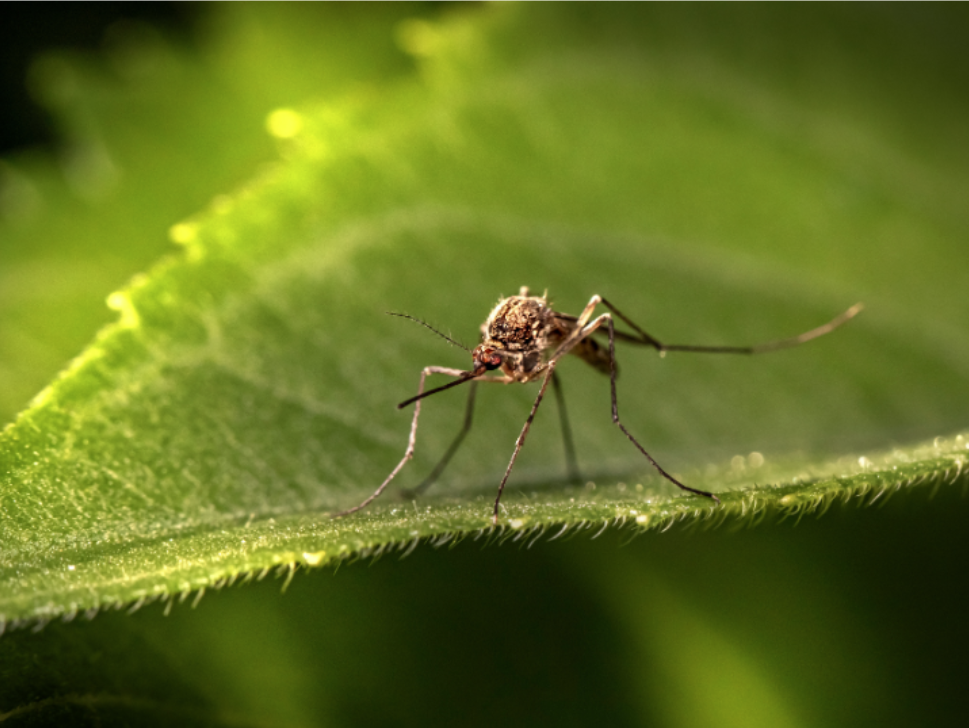Why Your Yard in Martinez Is a Mosquito Magnet