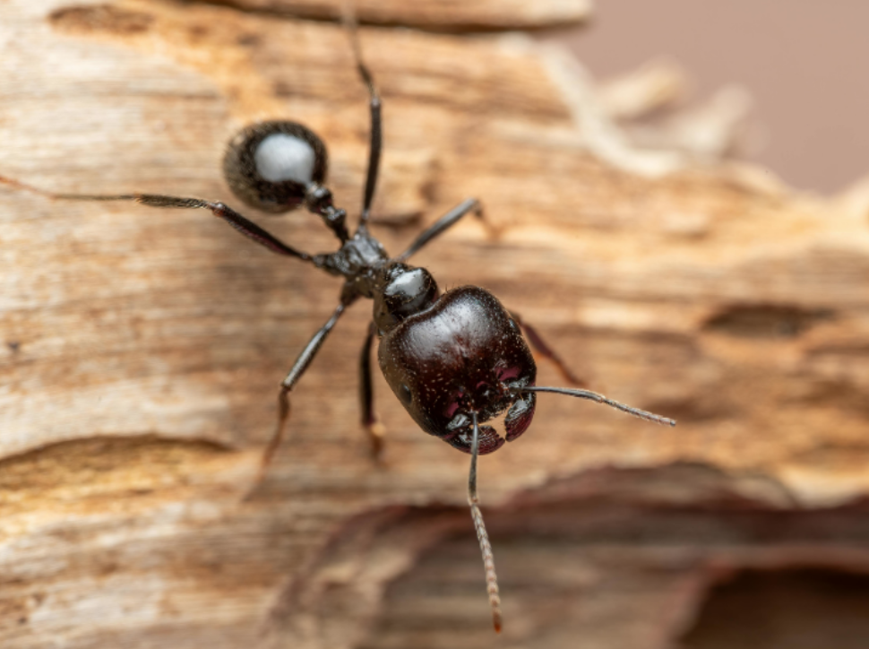 How to Ant-Proof Your Backyard Before Summer in Columbia