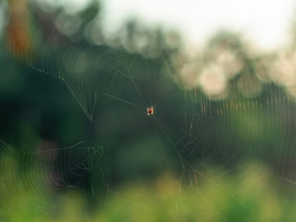 How to Reduce Spider Activity Around Your Yard