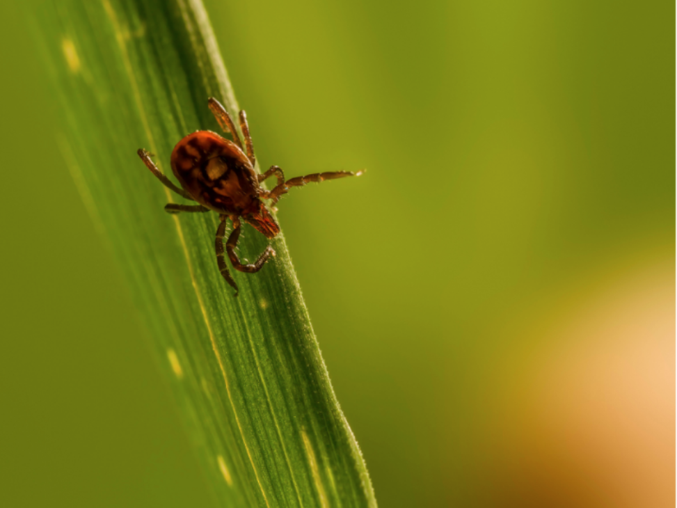 Backyard Tick Hotspots & How to Treat Them
