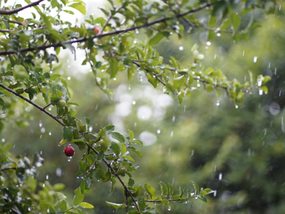 Why Mosquitoes Are Worse After Rainy Springs in Wisconsin