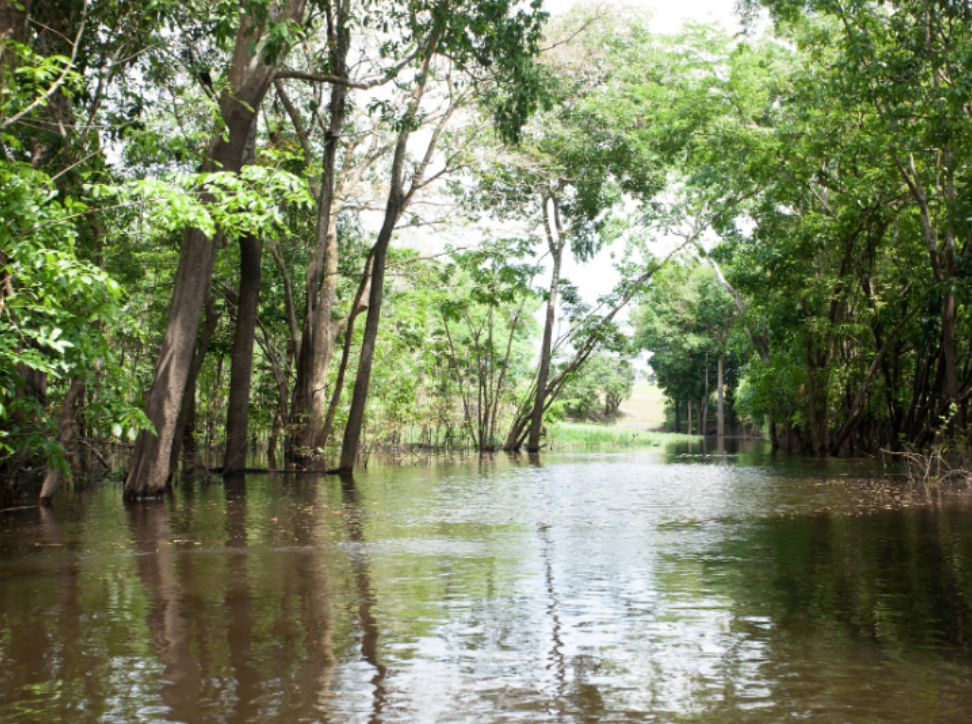 Why Mosquitoes Thrive in Tomah's Wetlands and Water