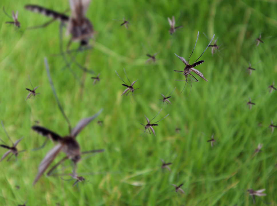 What to Expect During Mosquito Season in Webster