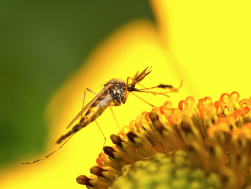 How Spring Mosquito Treatment Helps Prevent Summer Infestations in San Gabriel
