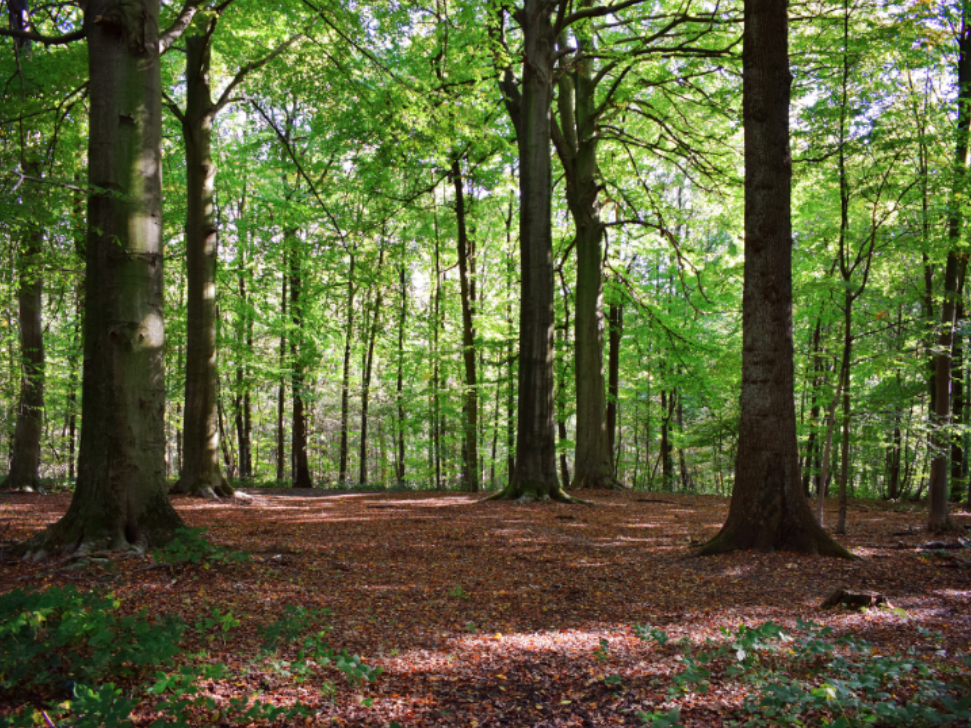 How Wooded Properties in Providence Forge Attract More Ants than Suburban Homes