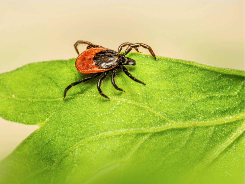 Where Are Ticks Hiding On My New Kent Property?