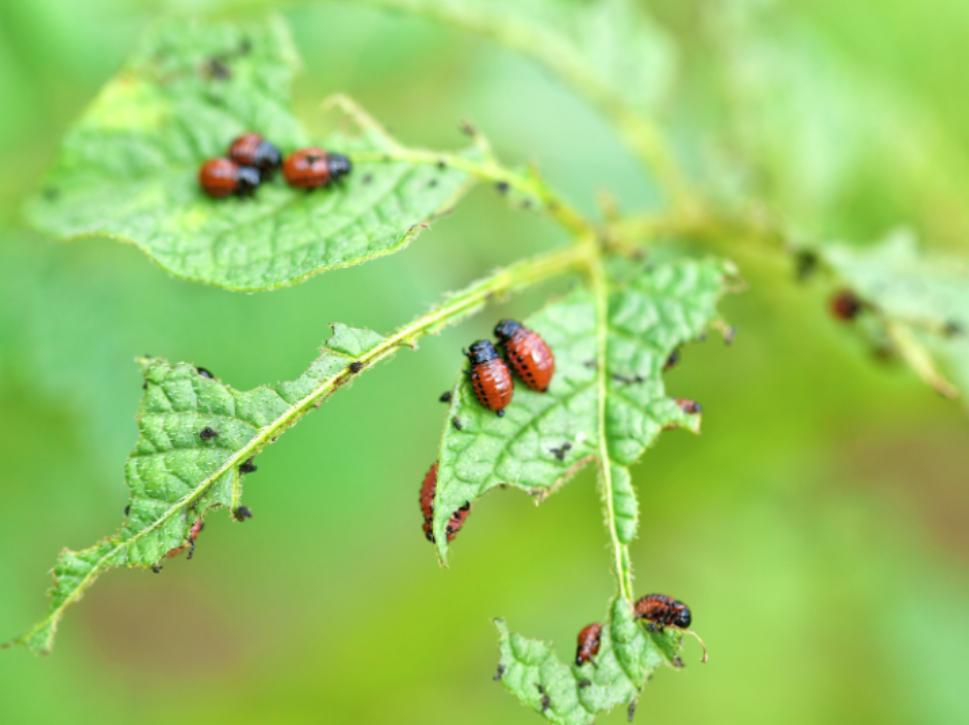 Can Professional Pest Control Address Multiple Infestations at Once?